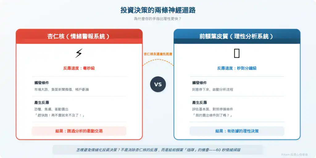 投資決策的兩條神經迴路——杏仁核的反應速度永遠搶先前額葉